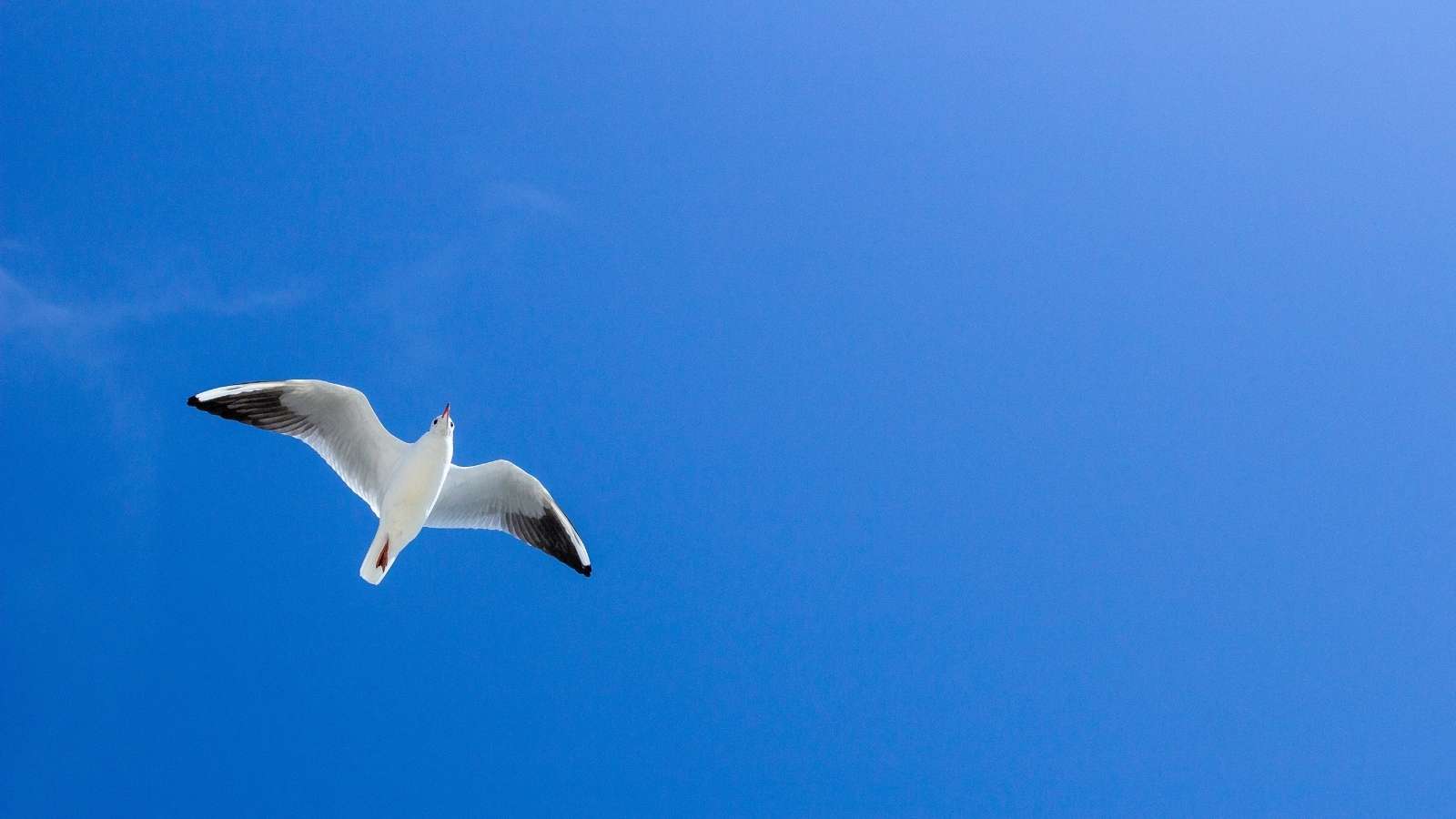 One session EFT Tapping for stress